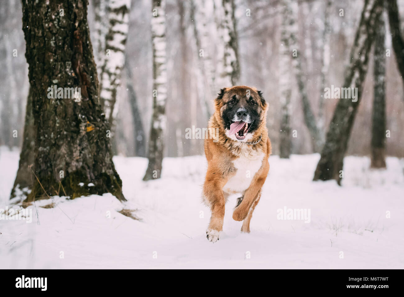 Kaukasischer Schäferhund laufen Outdoor im Winter verschneite Feld am Tag. Smiling Dog. Stockfoto