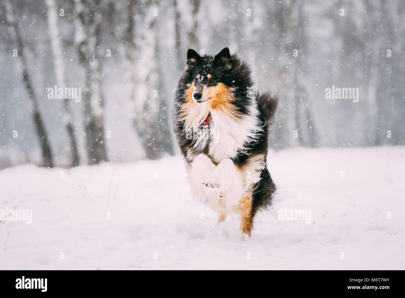 Lustig Junge Shetland Sheepdog, Sheltie, Collie im freien Spielen im Schnee, Winter. Verspieltes Haustier im Freien. Stockfoto