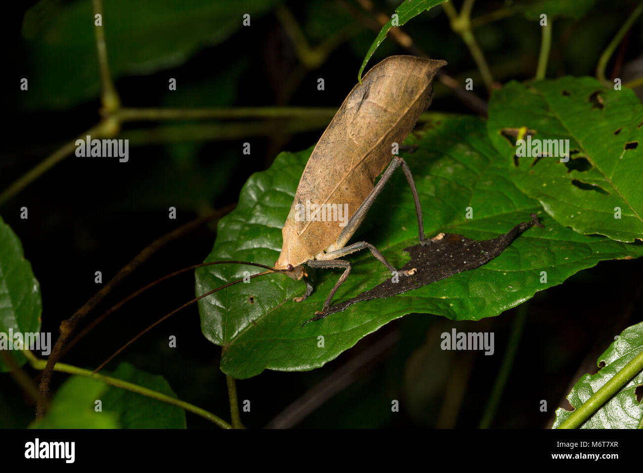 Bush Cricket oder katydid, in der Nähe der Bakhuis, fotografiert in der Nacht im Dschungel. Suriname, Südamerika Stockfoto