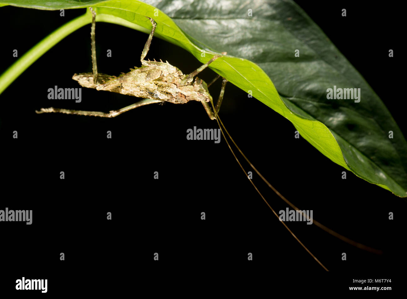 Bush Cricket oder katydid, Raleighvallen finden, Suriname, Südamerika Stockfoto