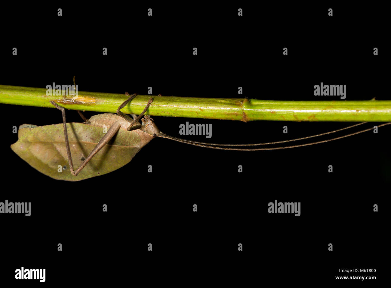 Bush Cricket oder katydid, im Dschungel in der Nacht in der Nähe von Bakhuis, Suriname, Südamerika fotografiert. Stockfoto