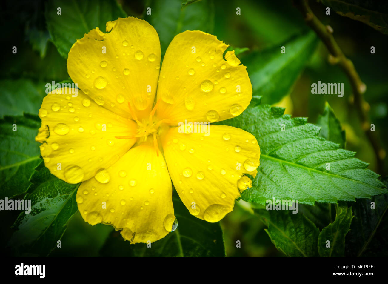 Wassertropfen auf einem vollen Blühte gelbe Blüte mit grünen Blättern umgeben Stockfoto