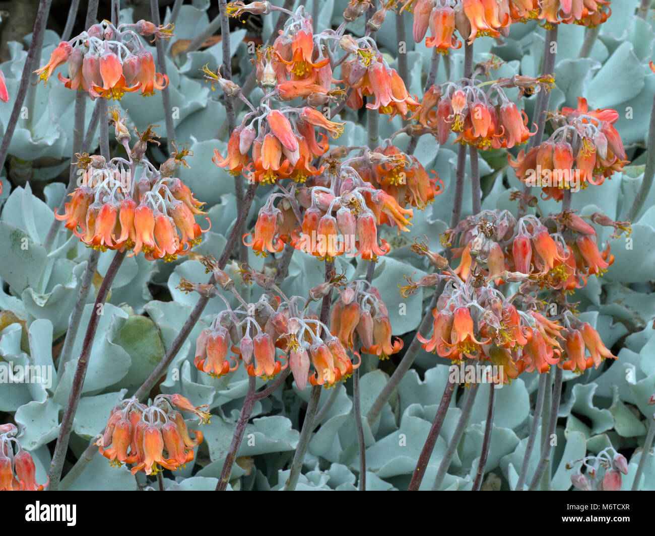 Schweine Ohr Keimblatt orbiculata Melbourne Botanischer garten Australien Stockfoto