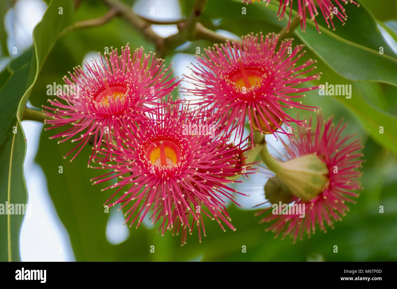 Atemberaubende hell-rosa Blüten der australischen Ureinwohner Eukalyptus calophylla Stockfoto