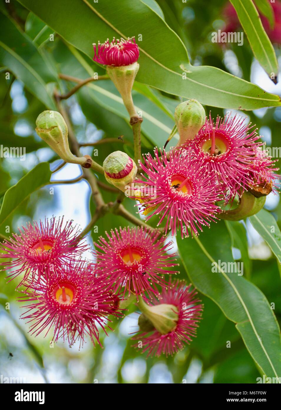 Atemberaubende hell-rosa Blüten der australischen Ureinwohner Eukalyptus calophylla Stockfoto