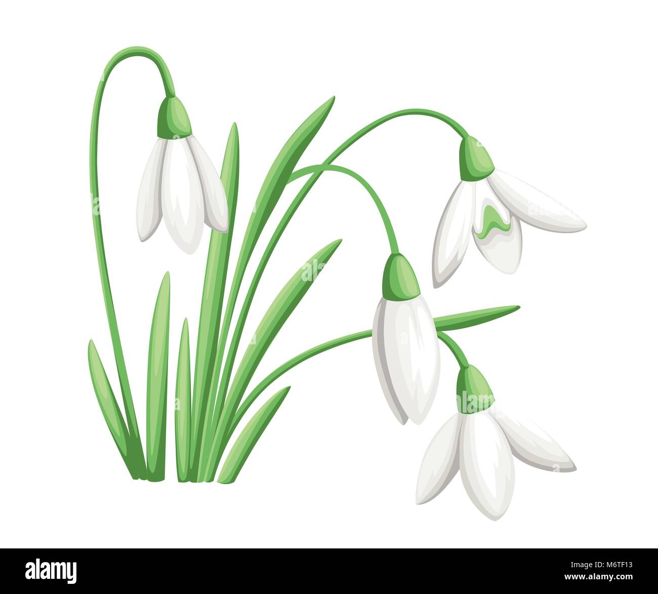 Spring Flower. Die ersten Schneeglöckchen Galanthus. Blumen für die Dekoration. Vector Illustration auf weißem Hintergrund. Web site Seite und mobile App d Stock Vektor