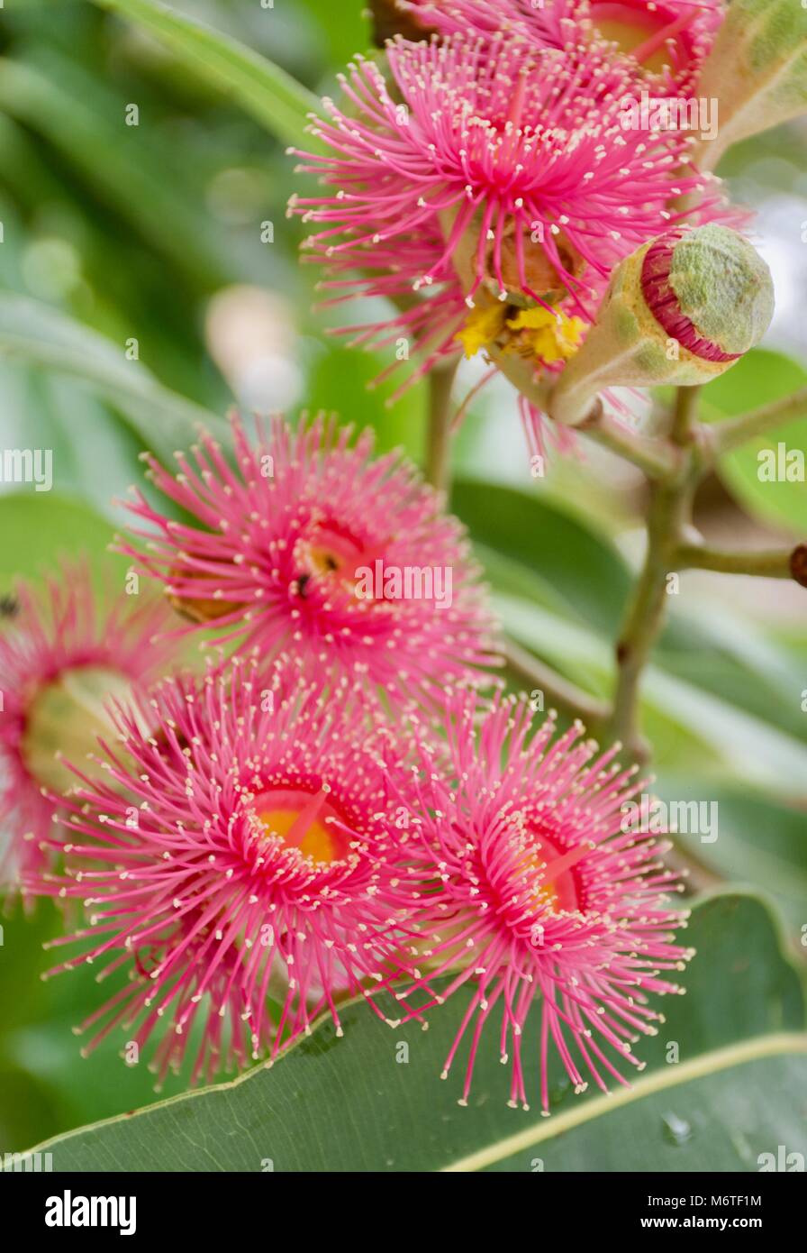 Atemberaubende hell-rosa Blüten der australischen Ureinwohner Eukalyptus calophylla Stockfoto