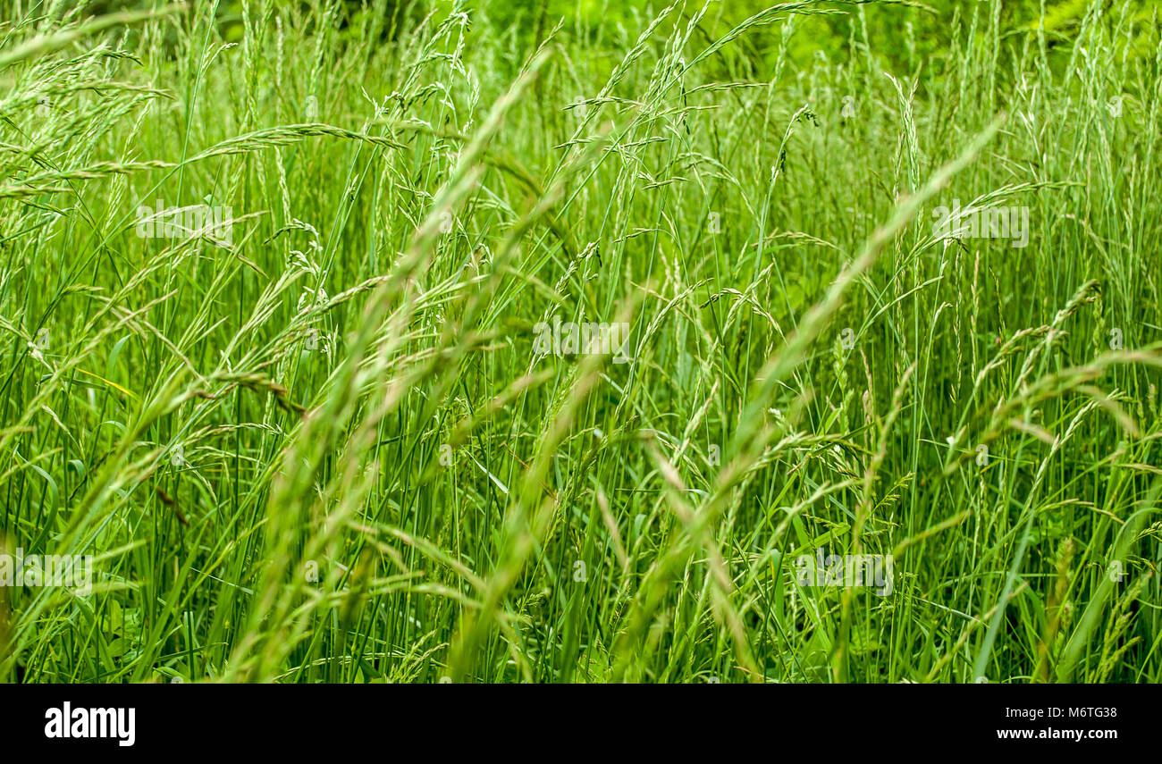 Ungeschnittenes Gras Hintergrund. Stockfoto