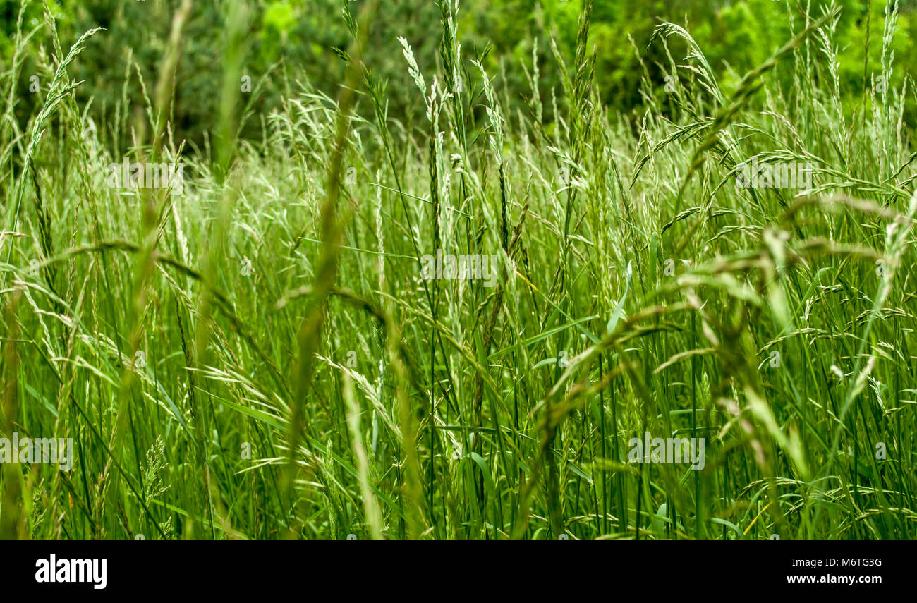 Ungeschnittenes Gras Hintergrund. Stockfoto