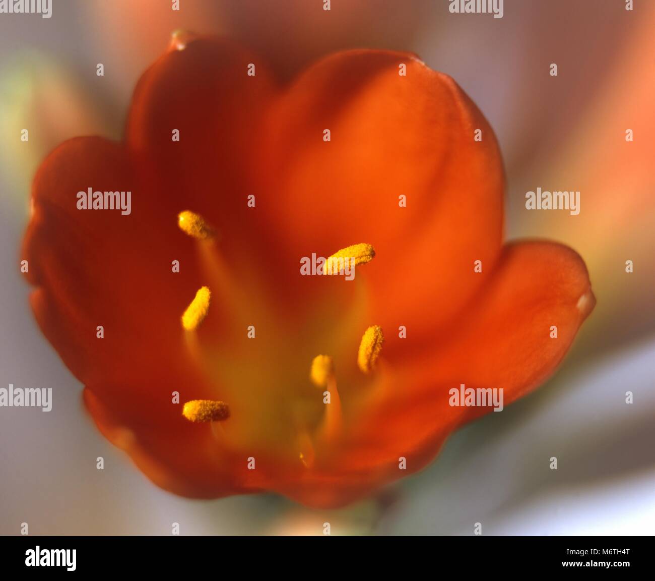 Ein Blick auf die staubgefäße einer Lilly Flower Head. Stockfoto