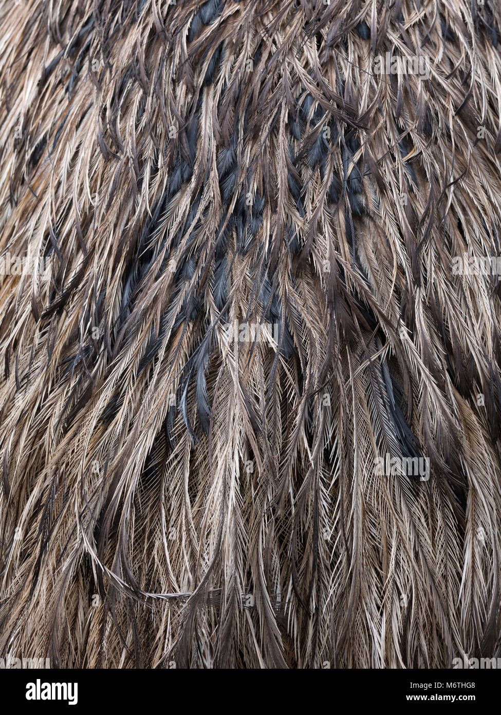 Emu Dromaius novaehollandiae angezeigt Gefieder detail Stockfoto