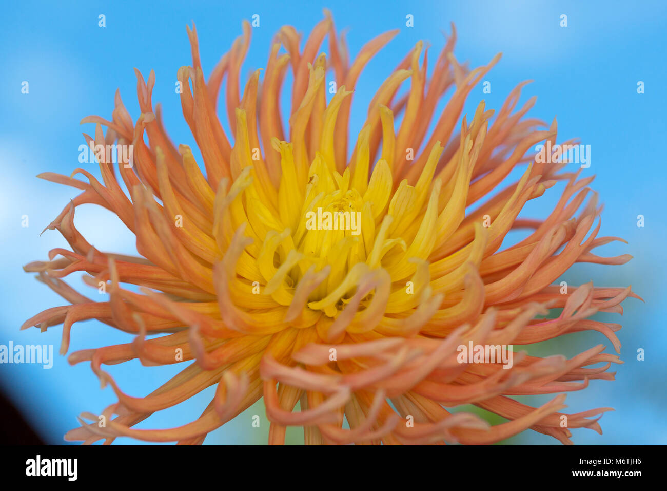 'Gefranste Star' Cactus Dahlia, Kaktusdahlia (Dahlia x Pinnata) Stockfoto