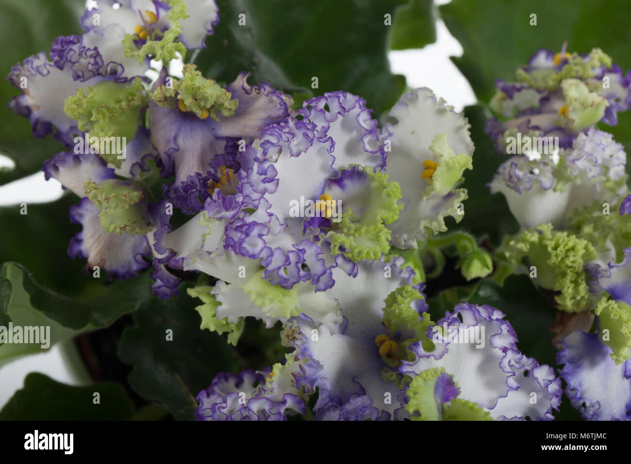 Afrikanische Veilchen, Saintpaulien (Saintpaulien ionantha) Stockfoto