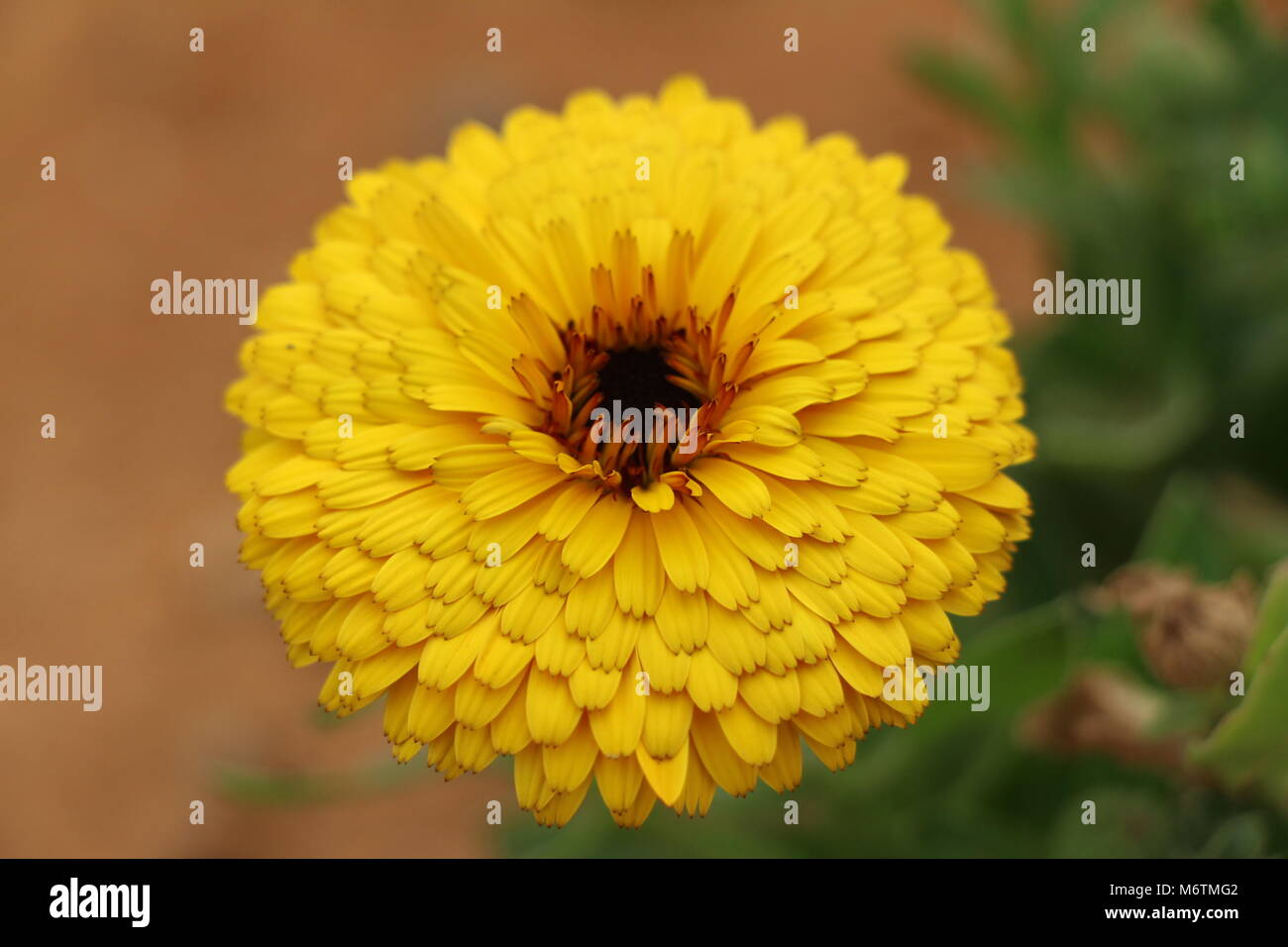 Gelbe Ringelblume im Garten Stockfoto