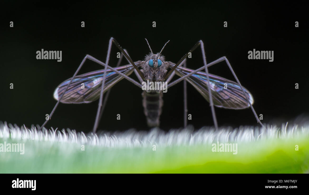 Big Mosquito Stockfoto