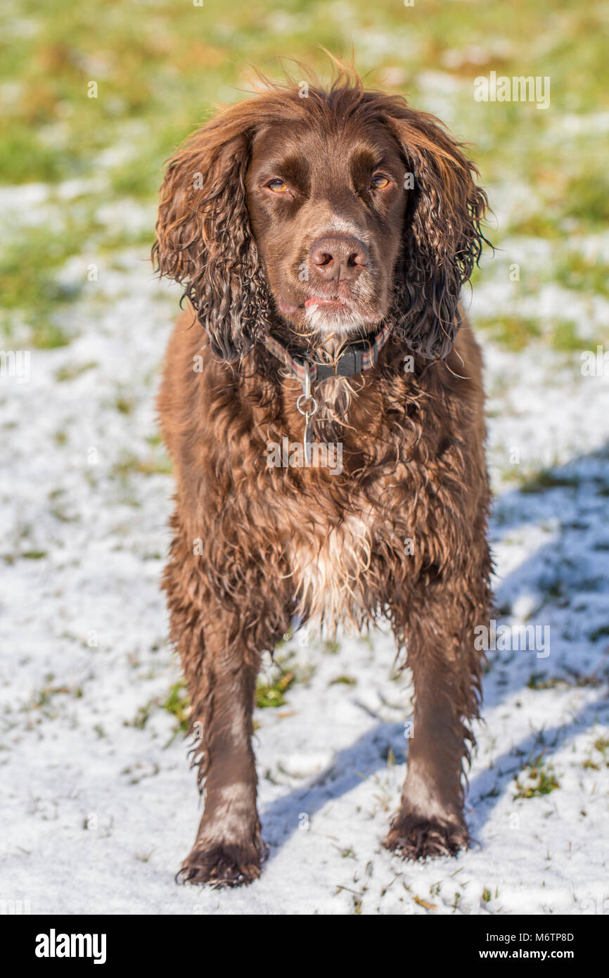 Ein Pedigree Working Cocker Spaniel beim Spaziergang und ein Run auf ein Feld im Schnee steht für ein Foto genommen zu werden. Stockfoto