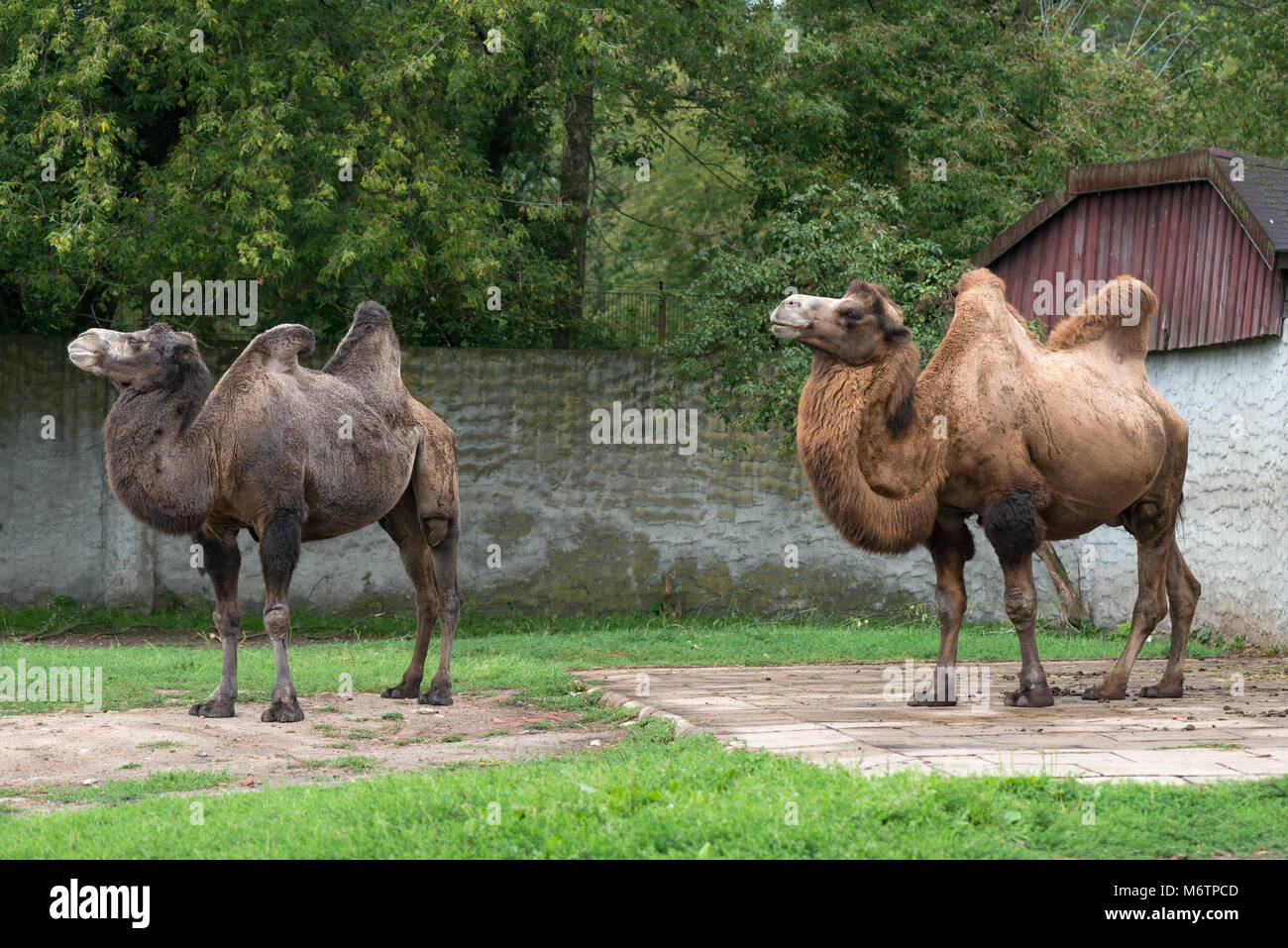 Zwei baktrischen Kamele im Zoo Stockfoto