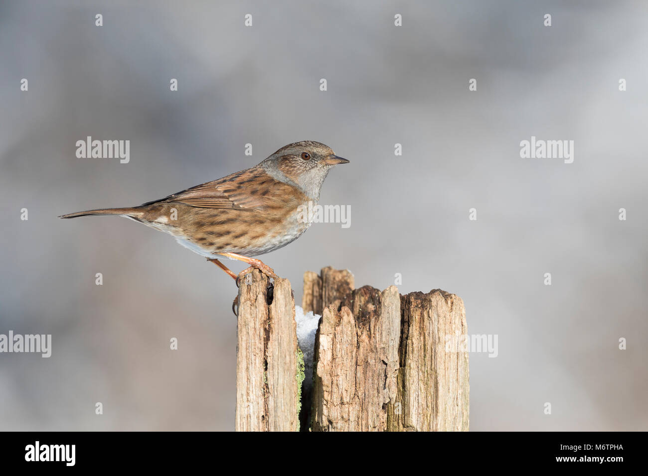 Heckenbraunelle, Hecken-Braunelle, Prunella Modularis, Heckenbraunelle, Absicherung beobachtet, Hedge Sparrow, Hedge-Grasmücke, L'Accenteur Mouchet Stockfoto