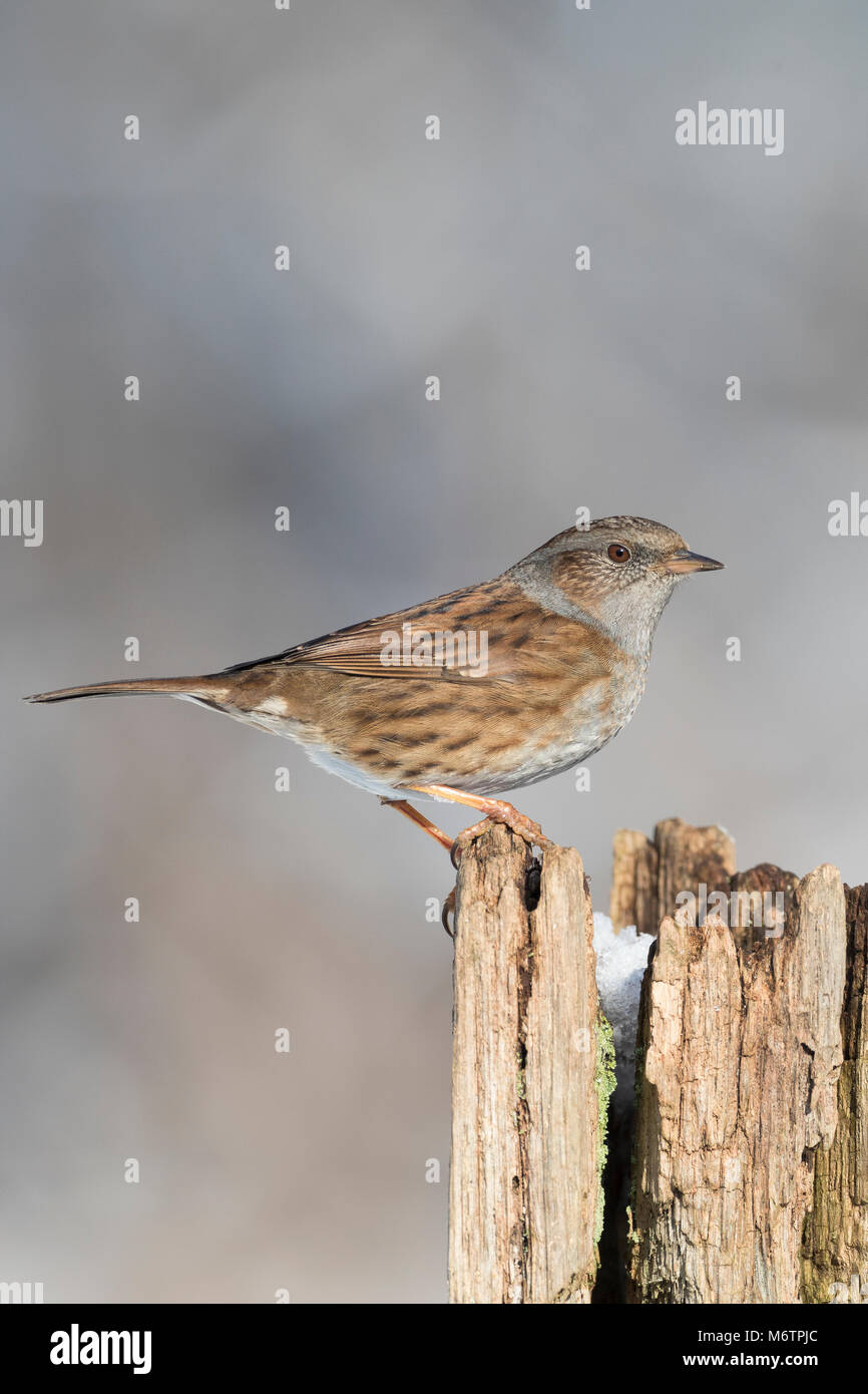 Heckenbraunelle, Hecken-Braunelle, Prunella Modularis, Heckenbraunelle, Absicherung beobachtet, Hedge Sparrow, Hedge-Grasmücke, L'Accenteur Mouchet Stockfoto