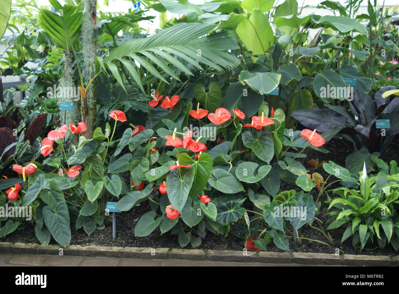 Anthurium Orange King Stockfoto