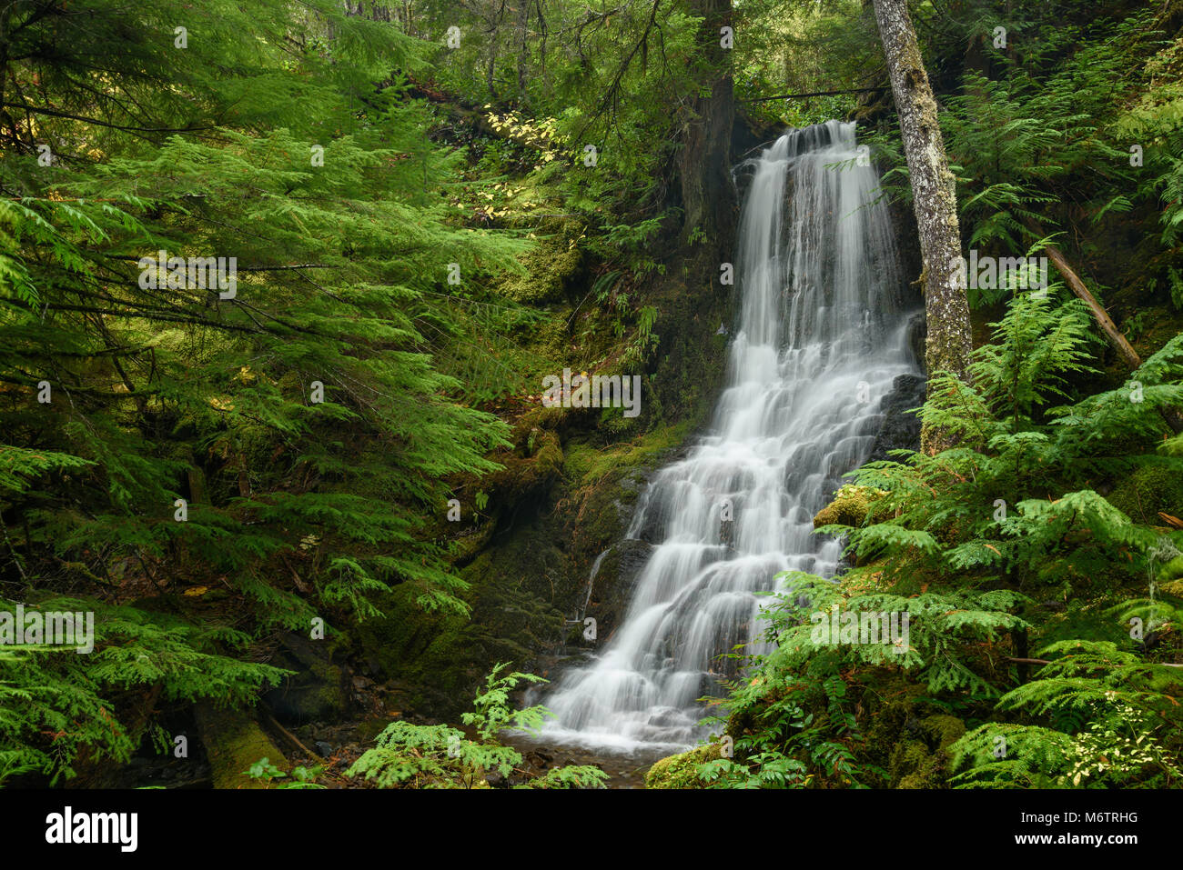 Nebenfluss Falls (Wasserfall auf einem unbenannten Zufluss von Hemlock Creek), auf Hemlock Creek Trail #1505, Umpqua National Forest, Oregon. Stockfoto