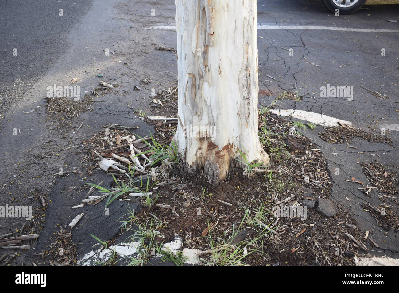 Baum von einem Parkplatz eingeschnürt Stockfoto