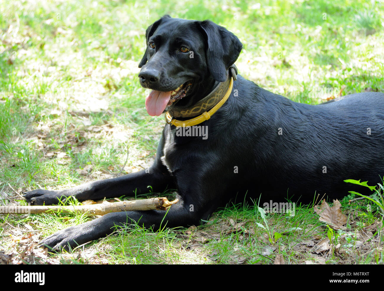 Schwarzer Hund spielt mit einem Stock in den Frühling Stockfoto