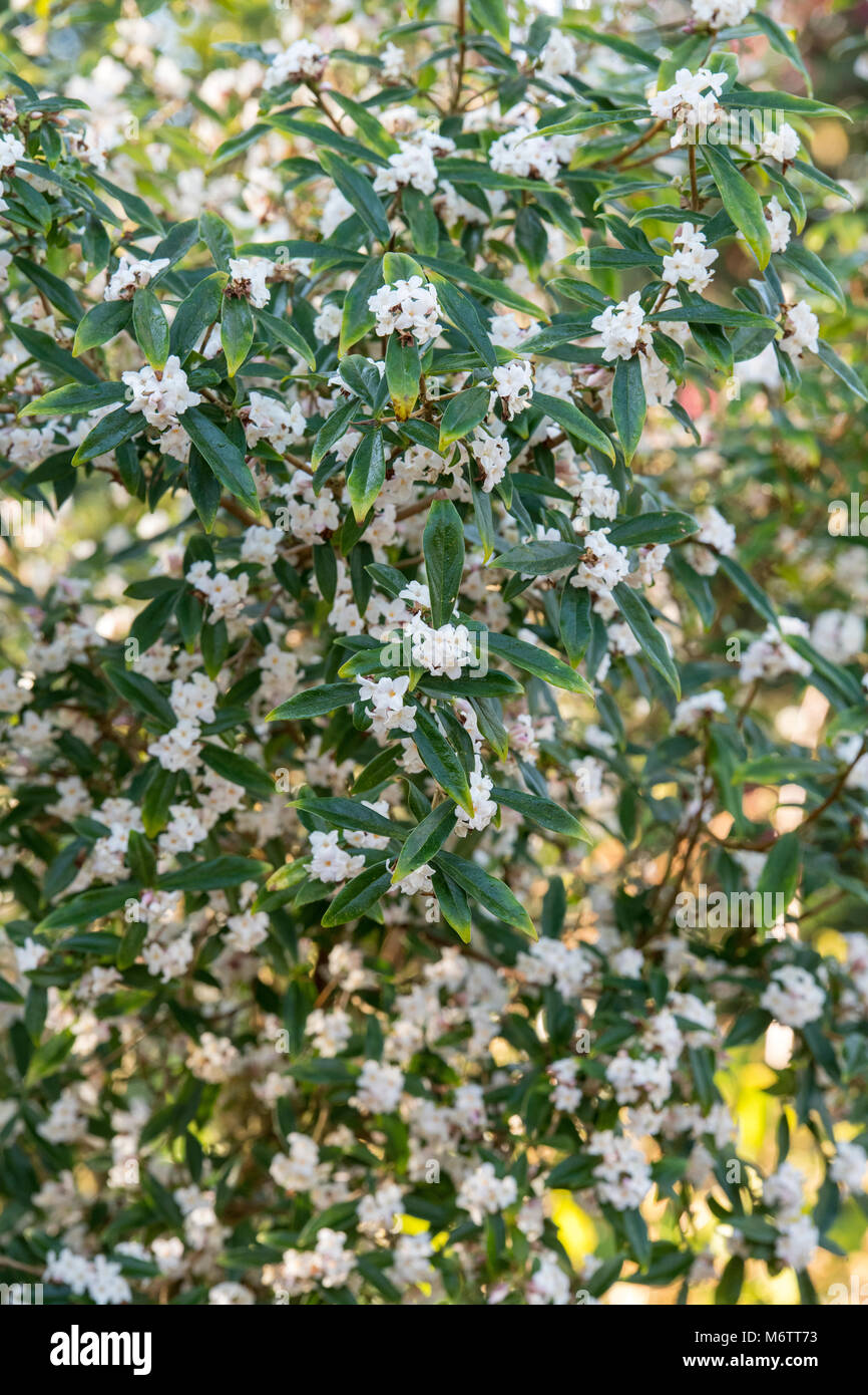 Daphne bholua 'Alba'. Nepalesische Papierwerk Stockfoto