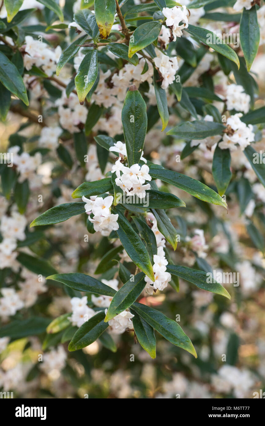 Daphne bholua 'Alba'. Nepalesische Papierwerk Stockfoto