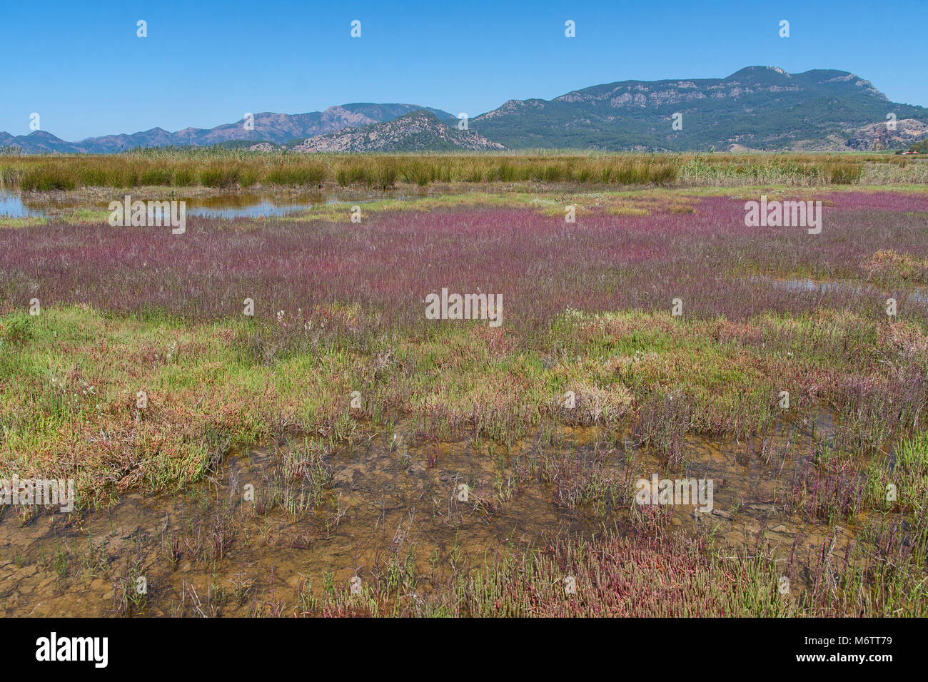 Salzig Marsh im Sommer im Mittelmeer mit Bergen im Hintergrund Stockfoto