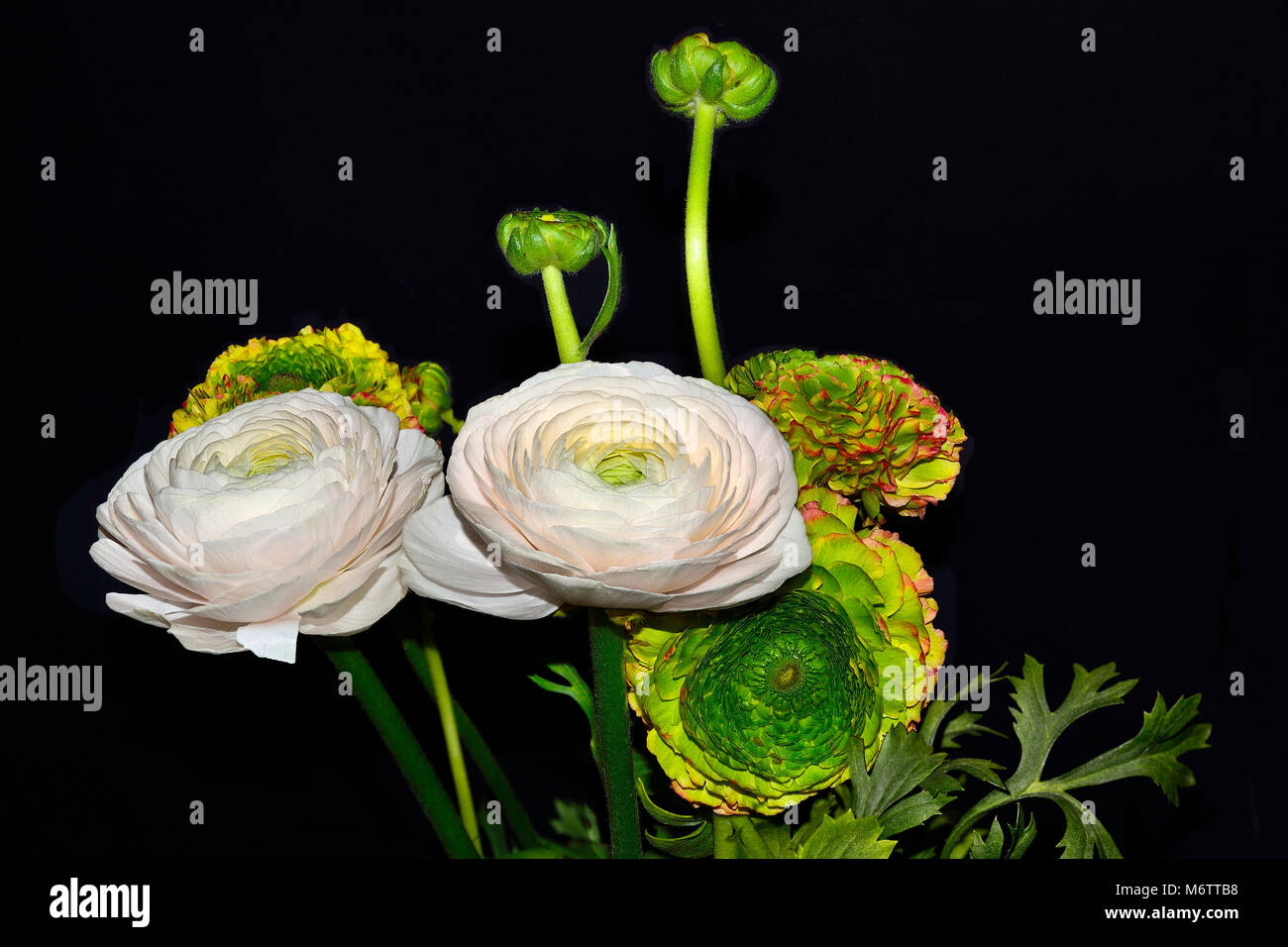 Blumenstrauß aus sanften Ranunculus asiaticus Blumen blass-Rosa und verschiedenfarbige mit grünem Herzen auf, auf einem schwarzen Hintergrund isoliert Stockfoto