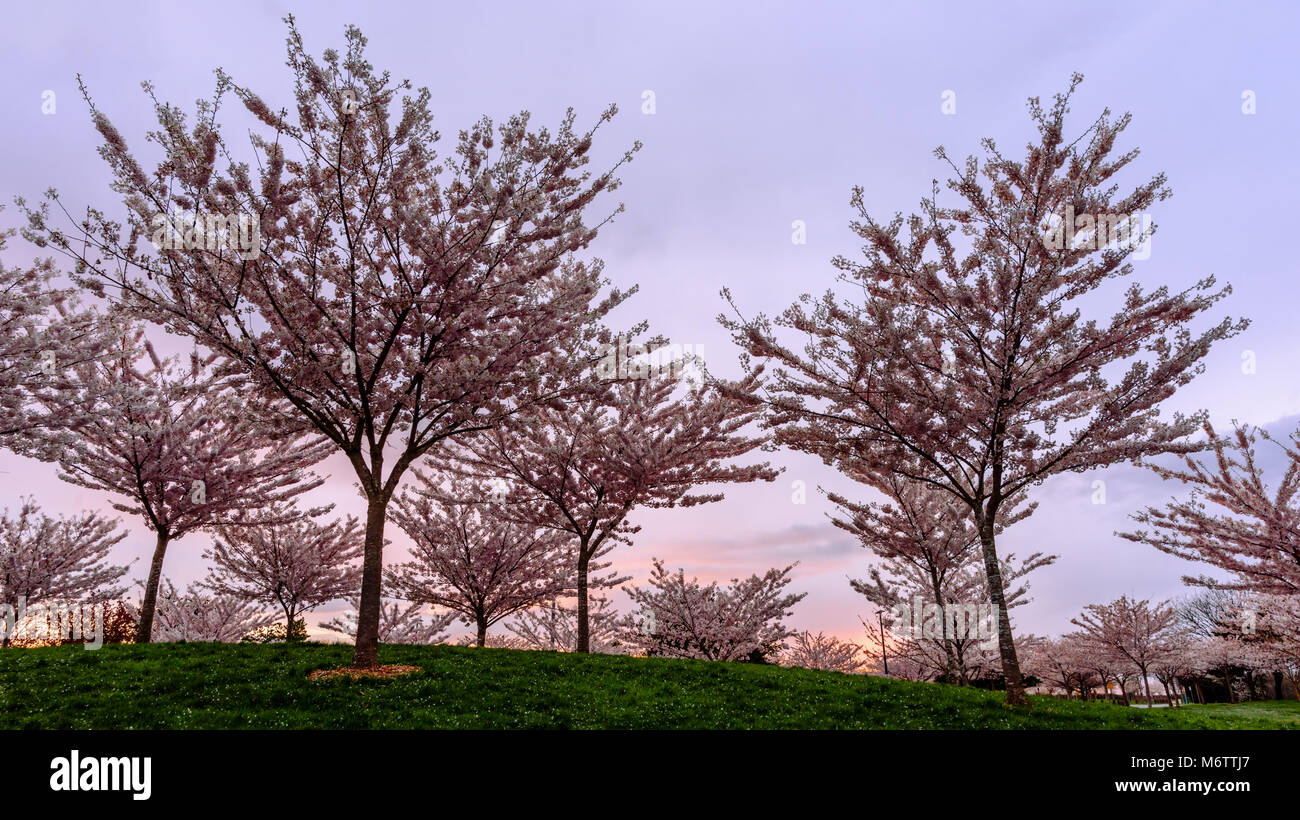 Blühende junge kirschbäume auf einem grünen Hügel im Park vor dem Hintergrund der rosa Himmel im Frühjahr am Abend Stockfoto