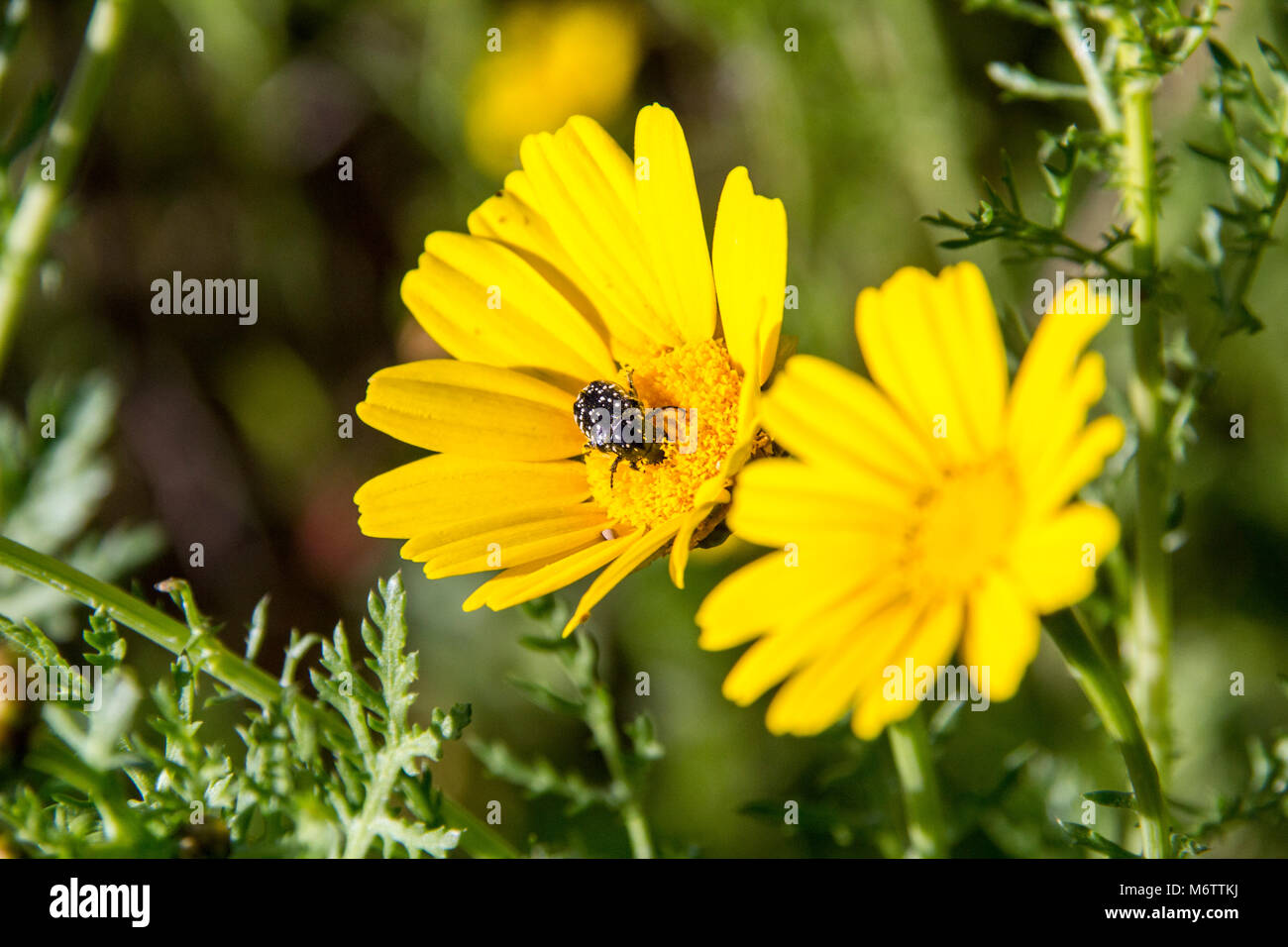 Schwarze Käfer pollinates Eine gelbe Daisy wildflower auf grünem Gras Hintergrund. Nahaufnahme von Blumen auf einer Wiese. Feder Coceptual Bild Stockfoto