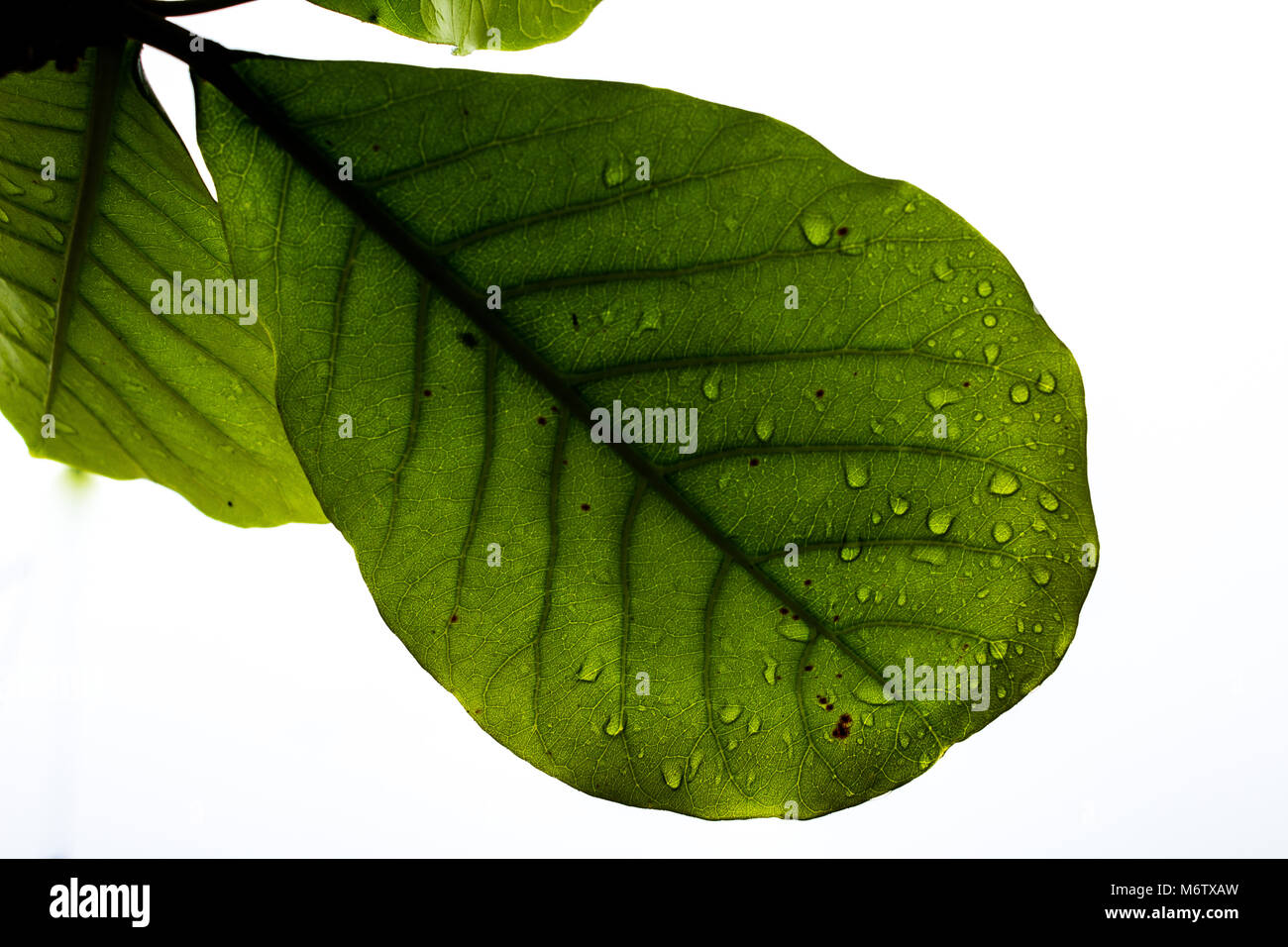 Garten und Tiere, die dort leben, Wassertropfen in das Blatt am Nachmittag Stockfoto