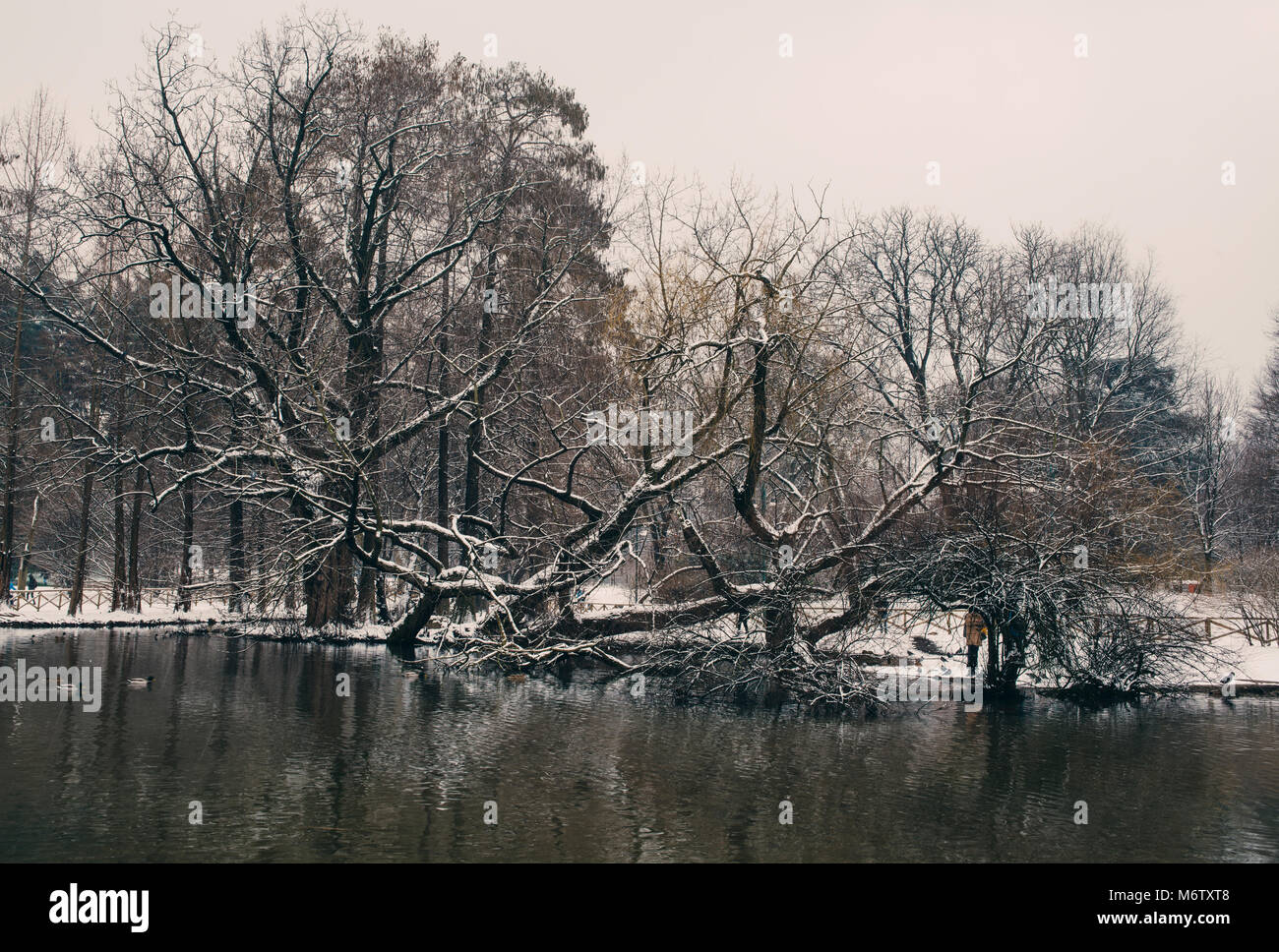 Niederlassungen in Schnee auf der Seite des Sees bedeckt, im Parco Sempione, Mailand, Lombardei, Italien erfasst. Stockfoto