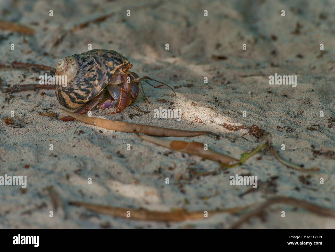 Einsiedlerkrebs auf Little Cayman Island Beach, Cayman Inseln, Karibik Stockfoto