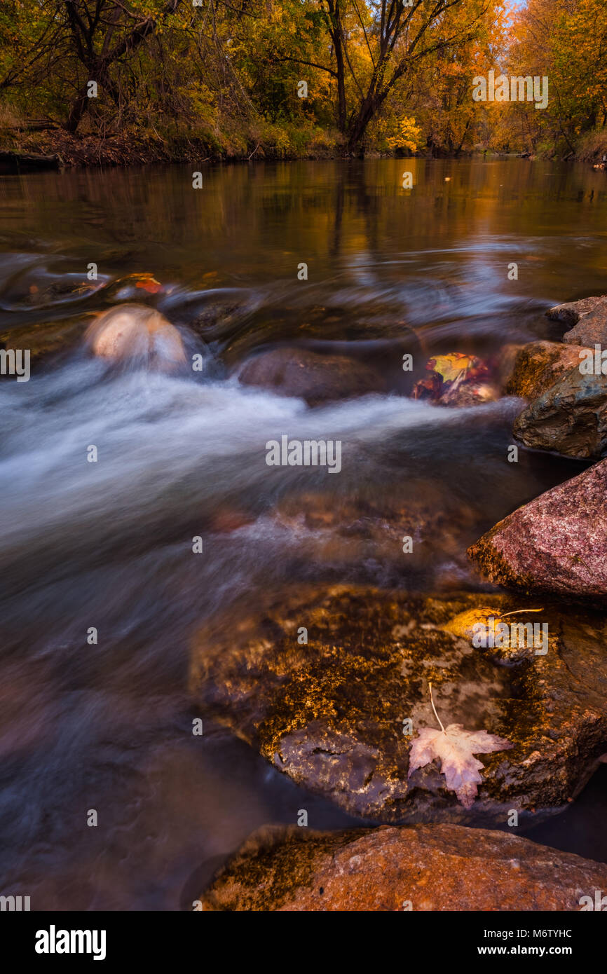 Goldene Herbst Farben auf den Clinton River im Südosten von Michigan Stockfoto