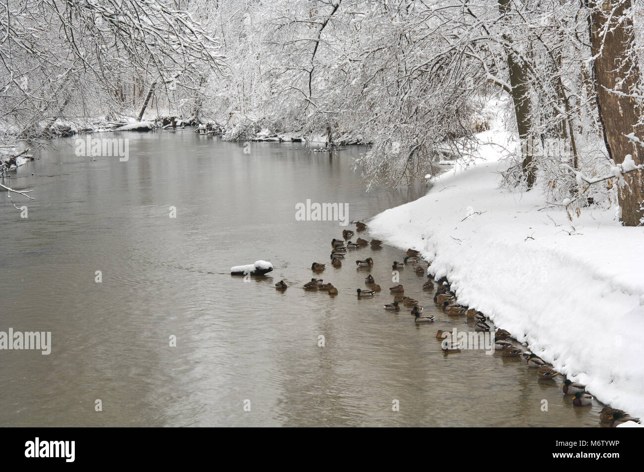 Stockenten aufgereiht entlang eines Flusses im Winter, Clinton River, Michigan, USA, Nordamerika Stockfoto