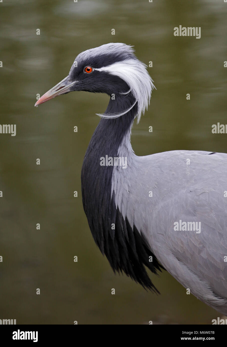 Demoiselle Crane (Anthropoides virgo) Stockfoto