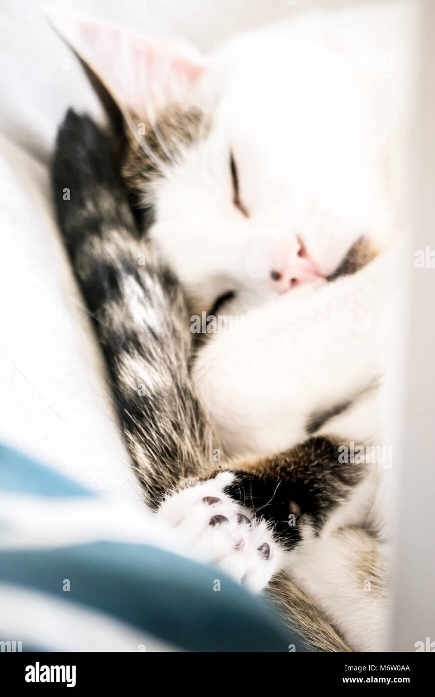 Muggi - ein süßes, zusammengerollt Katze ihre Pfote angezeigt. Sieht aus wie ein kleiner Engel. (Deutschland) Stockfoto