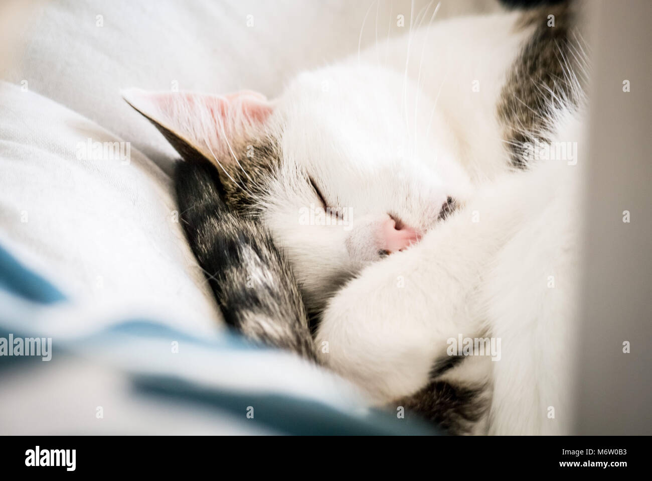 Muggi - ein süßes, zusammengerollt Katze, sieht aus wie ein kleiner Engel. (Deutschland) Stockfoto