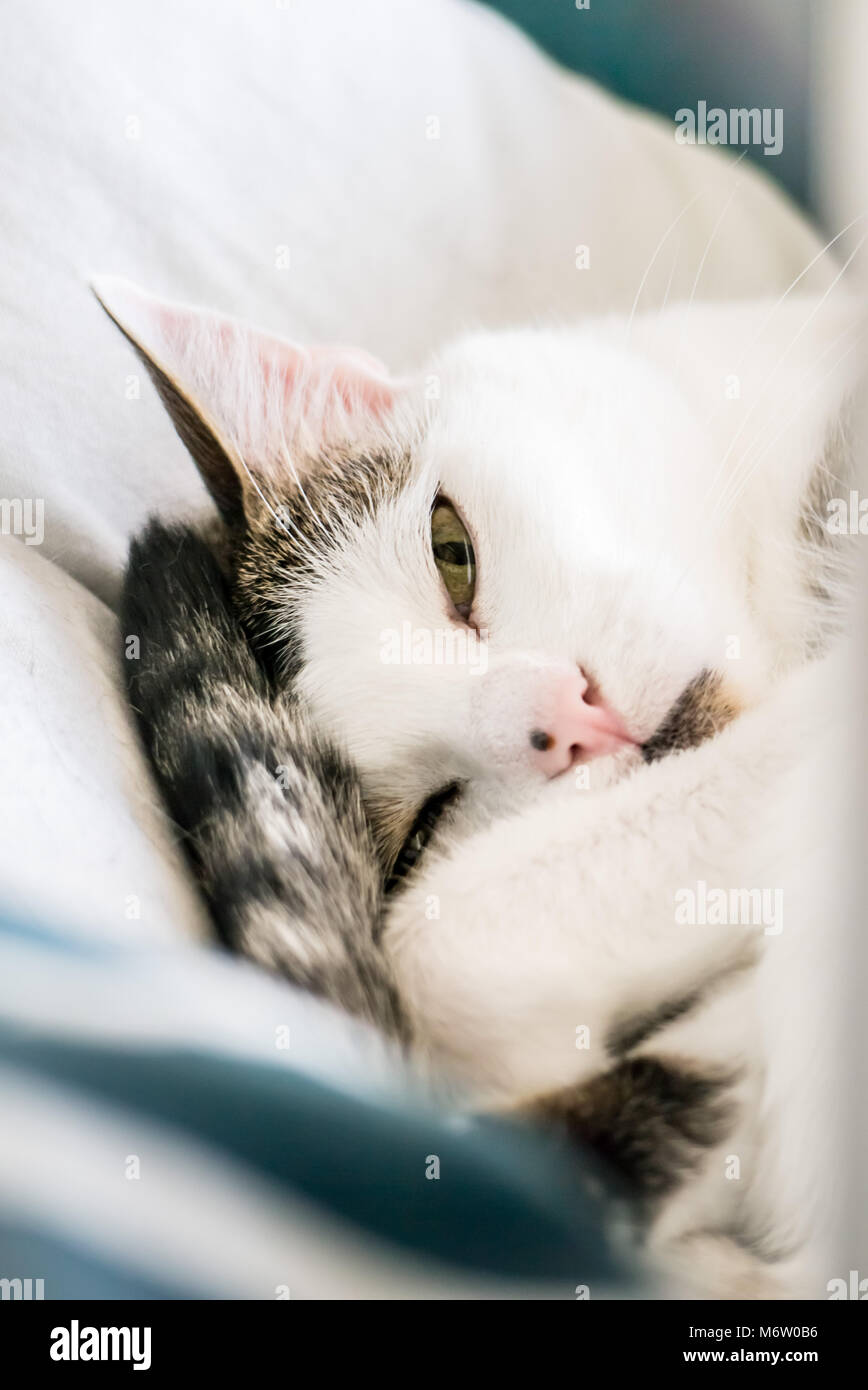 Muggi - ein süßes, zusammengerollt Katze, die gerade aufgewacht und starrt in die Kamera (Deutschland) Stockfoto
