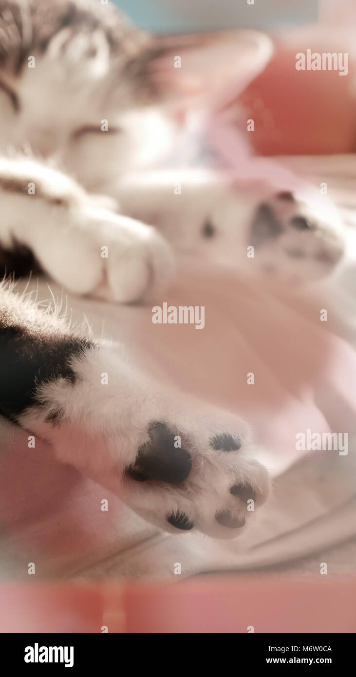 Muggi - ein süßes, schlafende Katze. Alle streckte und zeigen ihre beiden Pfoten. Künstlerische Interpretation. Stockfoto