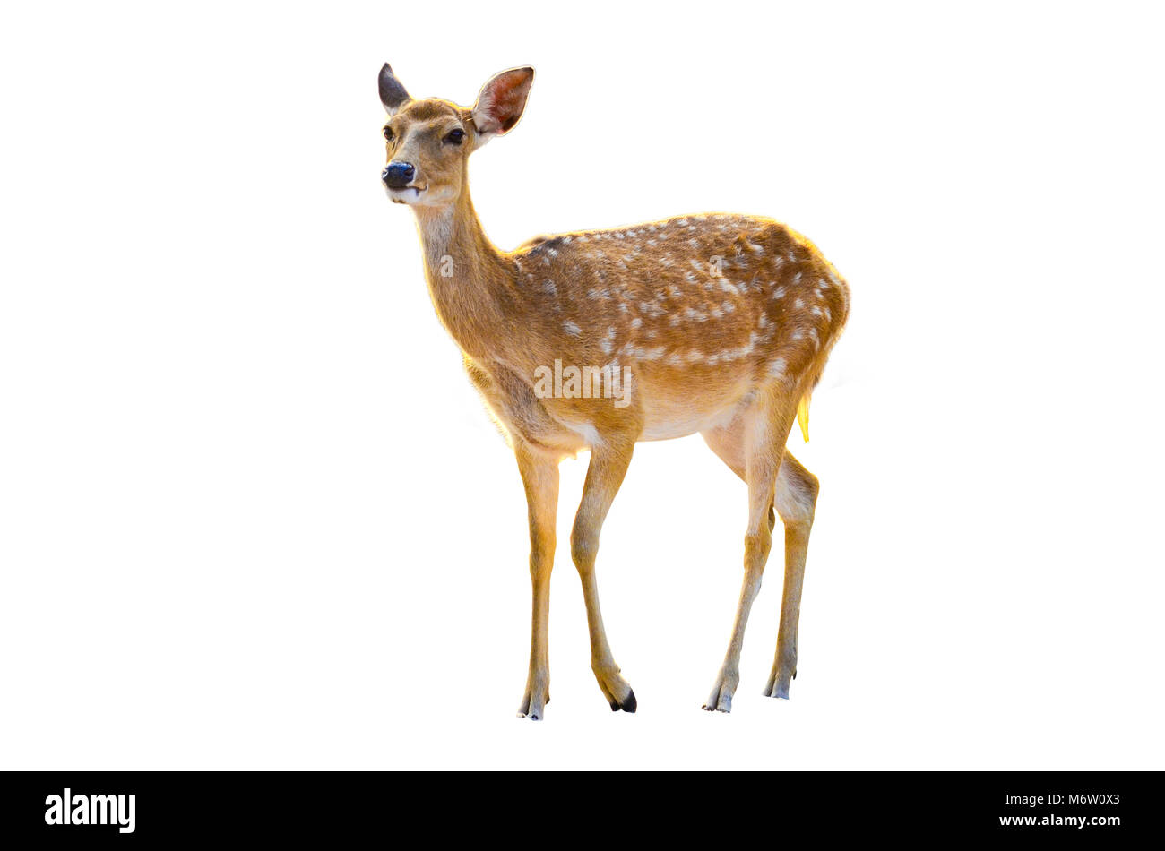 Baby Rotwild in weißem Hintergrund Stockfoto