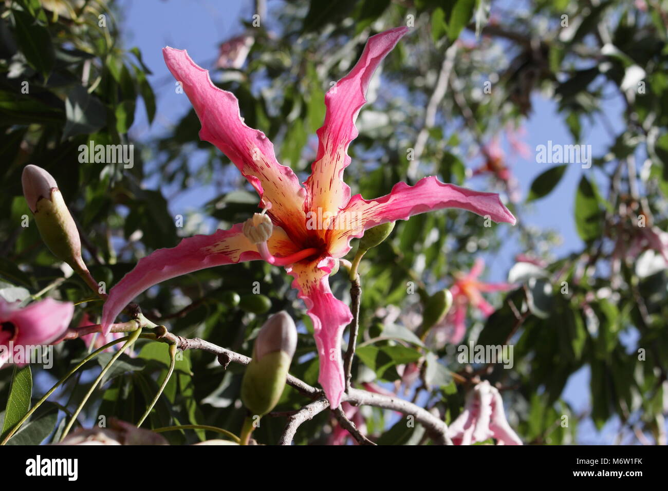 Chorisia speciosa Stockfoto