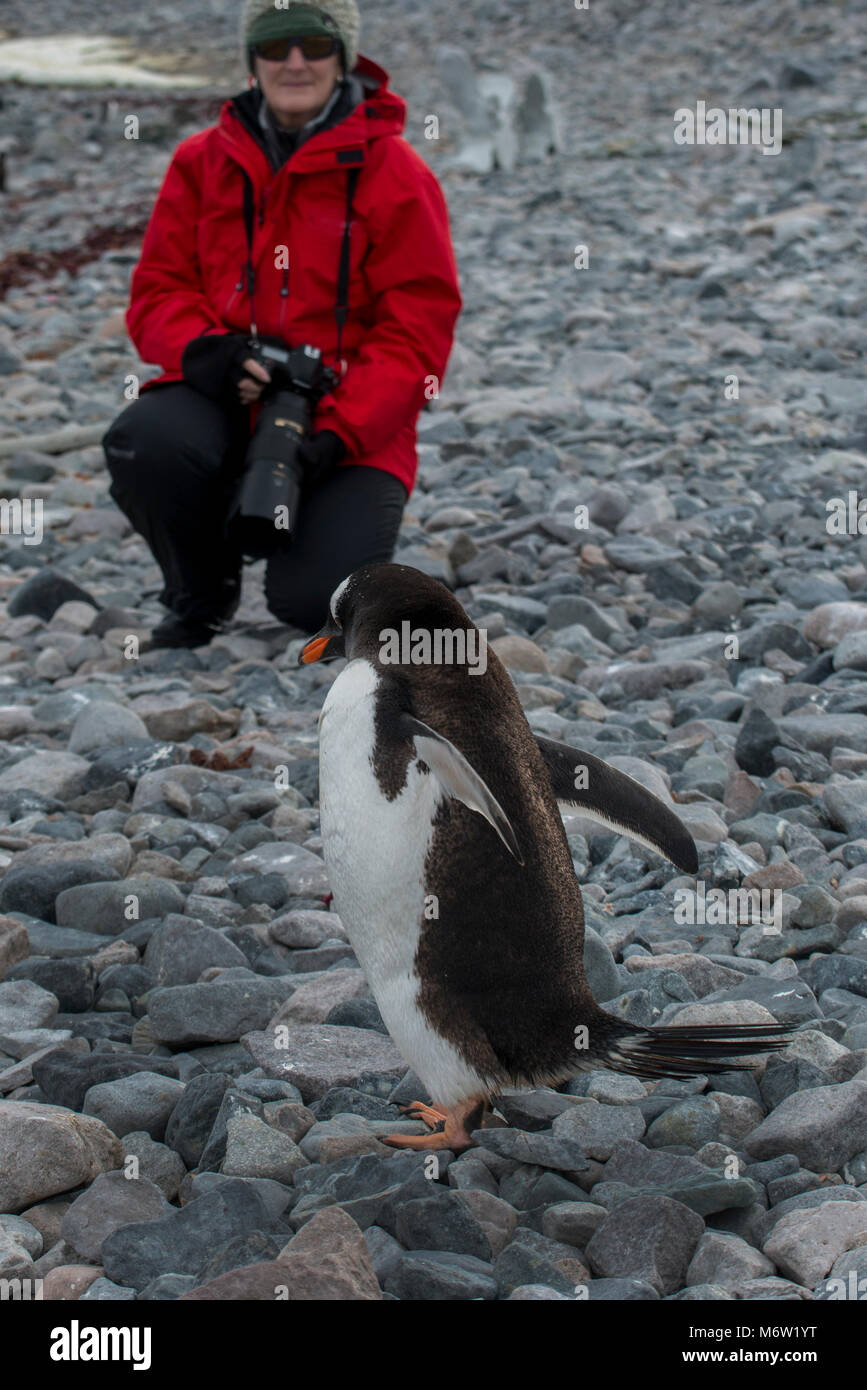 Antarktis, Cuverville Island. Adventure Tourist in der Nähe von Gentoo Pinguin (Pygoscelis papua) Model Release. Stockfoto