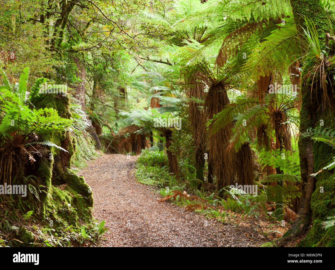 Straße in gemäßigten Regenwald. Te Urewera Treks, Te Urewera National Park, North Island, Neuseeland Stockfoto