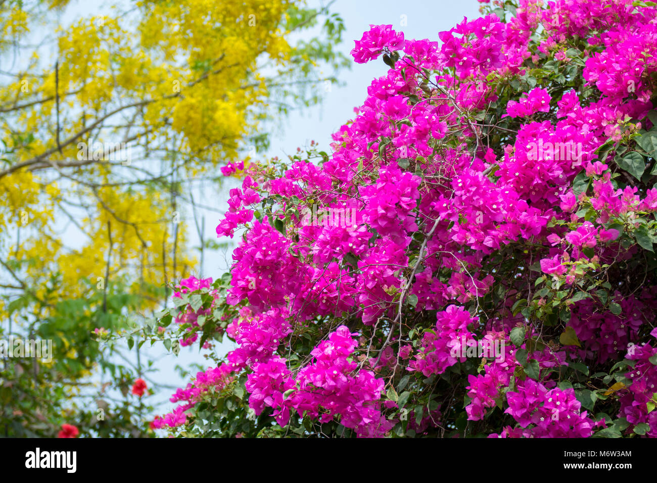 Lila Bougainvillea mit gelber Cassia-Fistel im Hintergrund Stockfoto