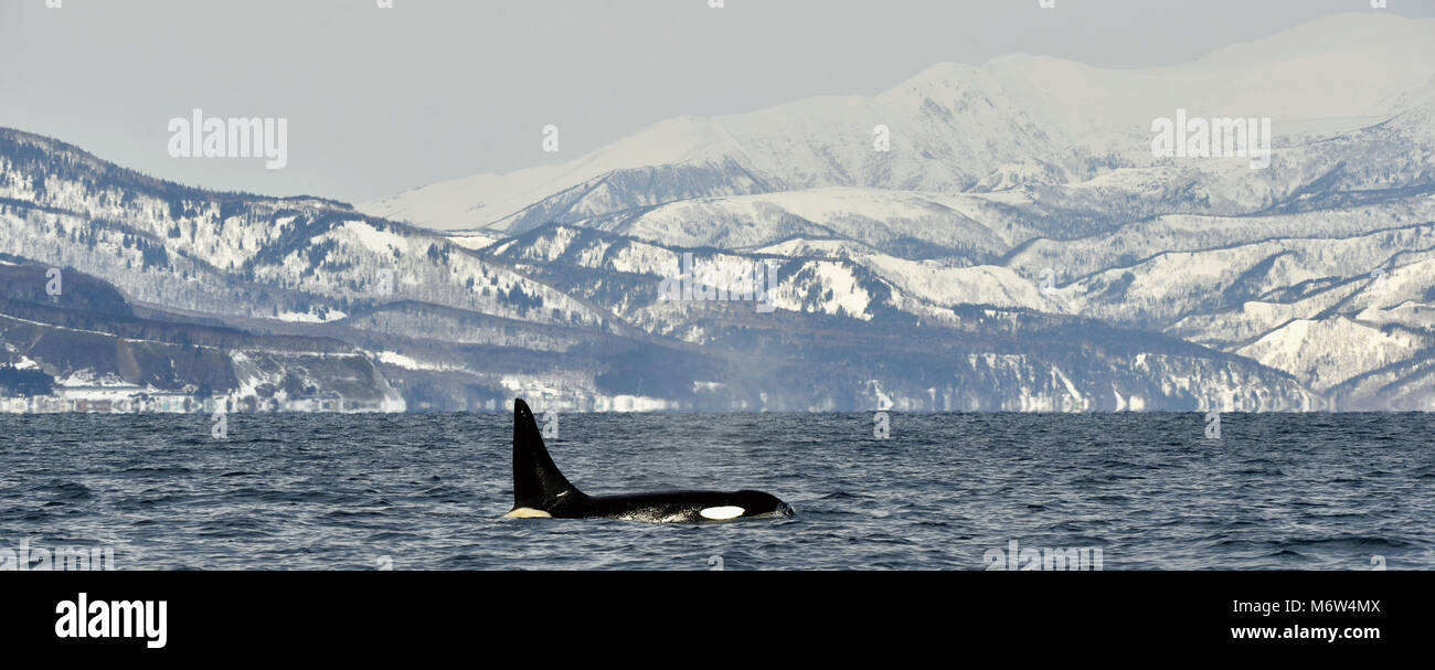 Orca oder Killer Whale, Orcinus Orca, im Ochotskischen Meer, Schnee-bedeckten Berge im Hintergrund. Stockfoto