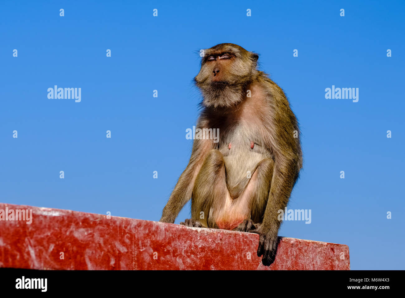 Ein weiblicher Affe sitzt auf einer Wand und genießen die wärmenden Sonne Stockfoto